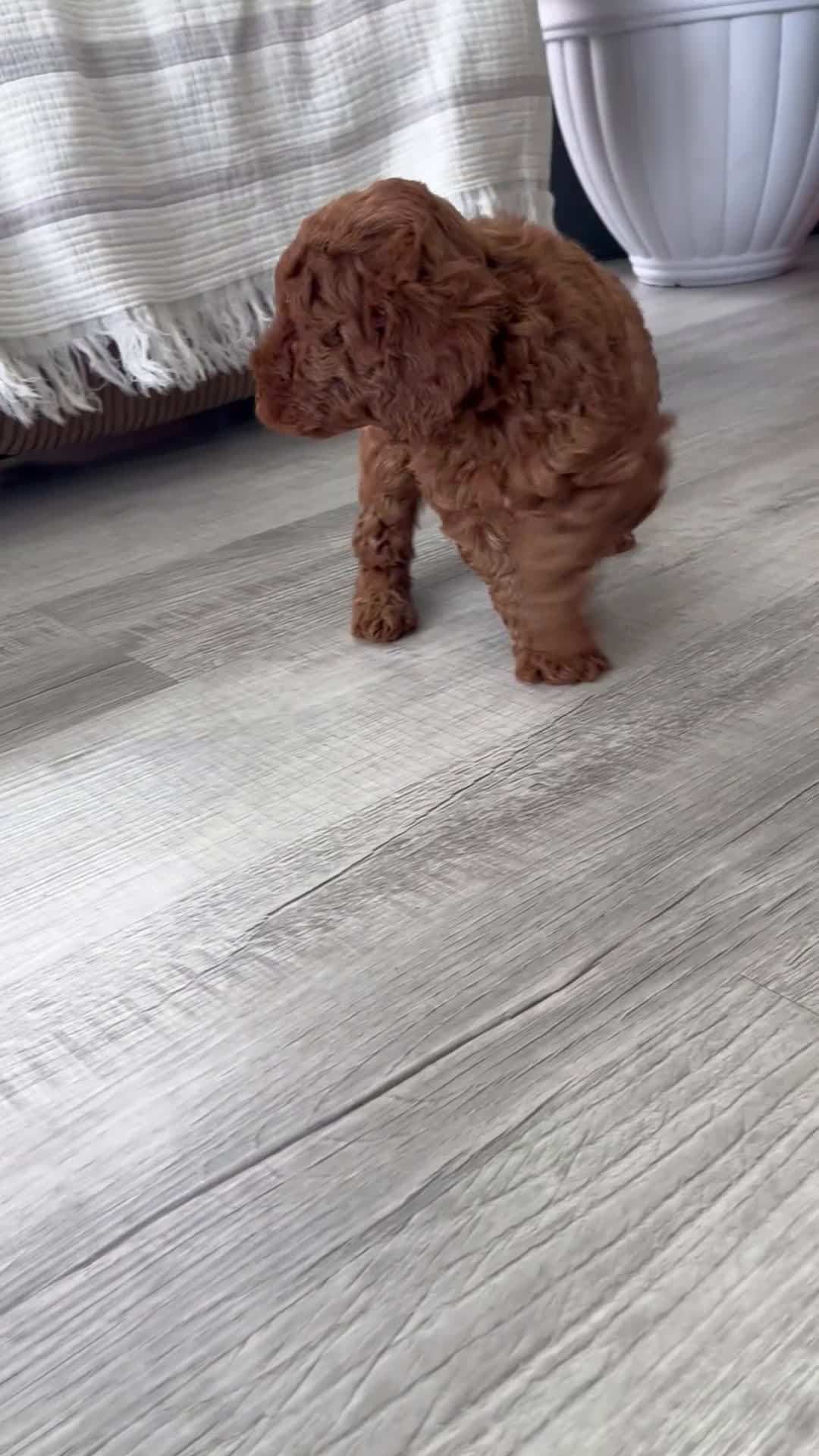 Mini Goldendoodle dogs for sale: Evelyn  - Video 1