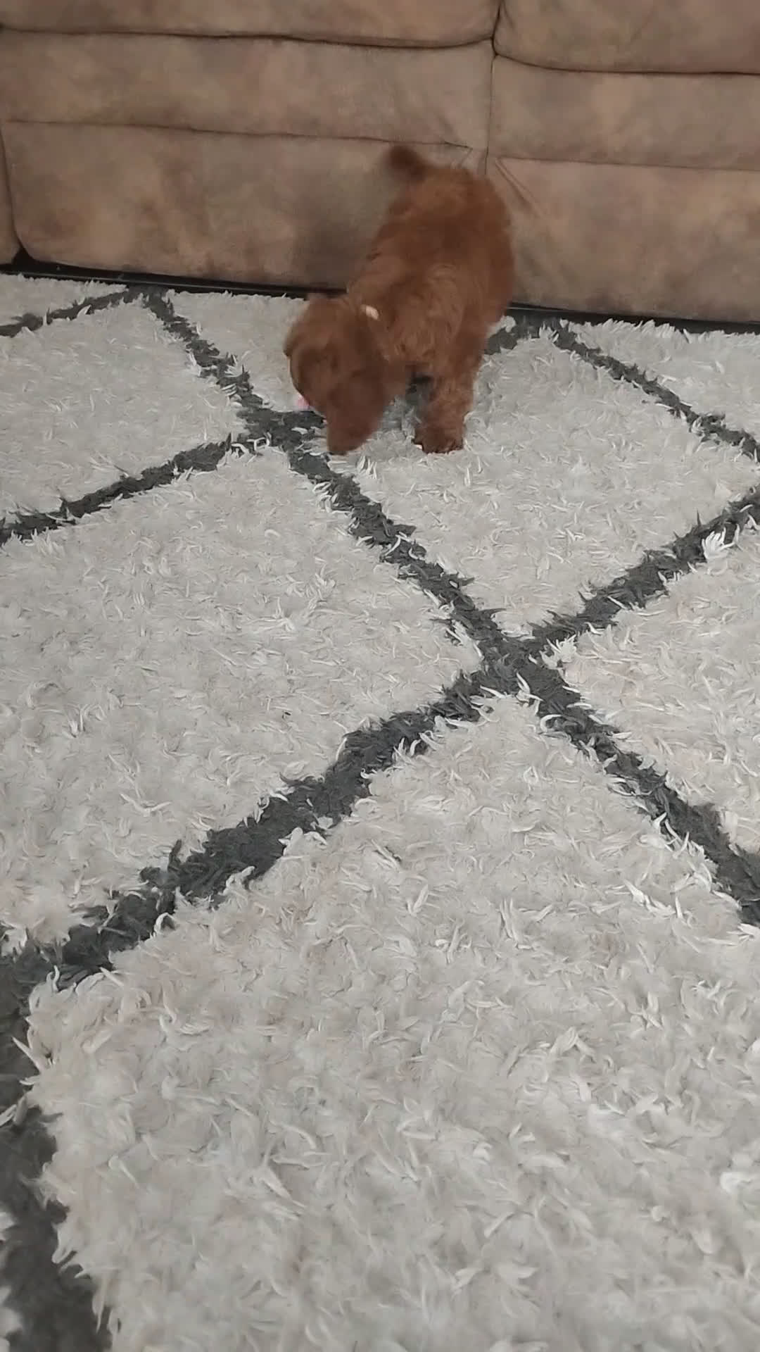 Cavapoo dogs for sale: Cody - Video 4