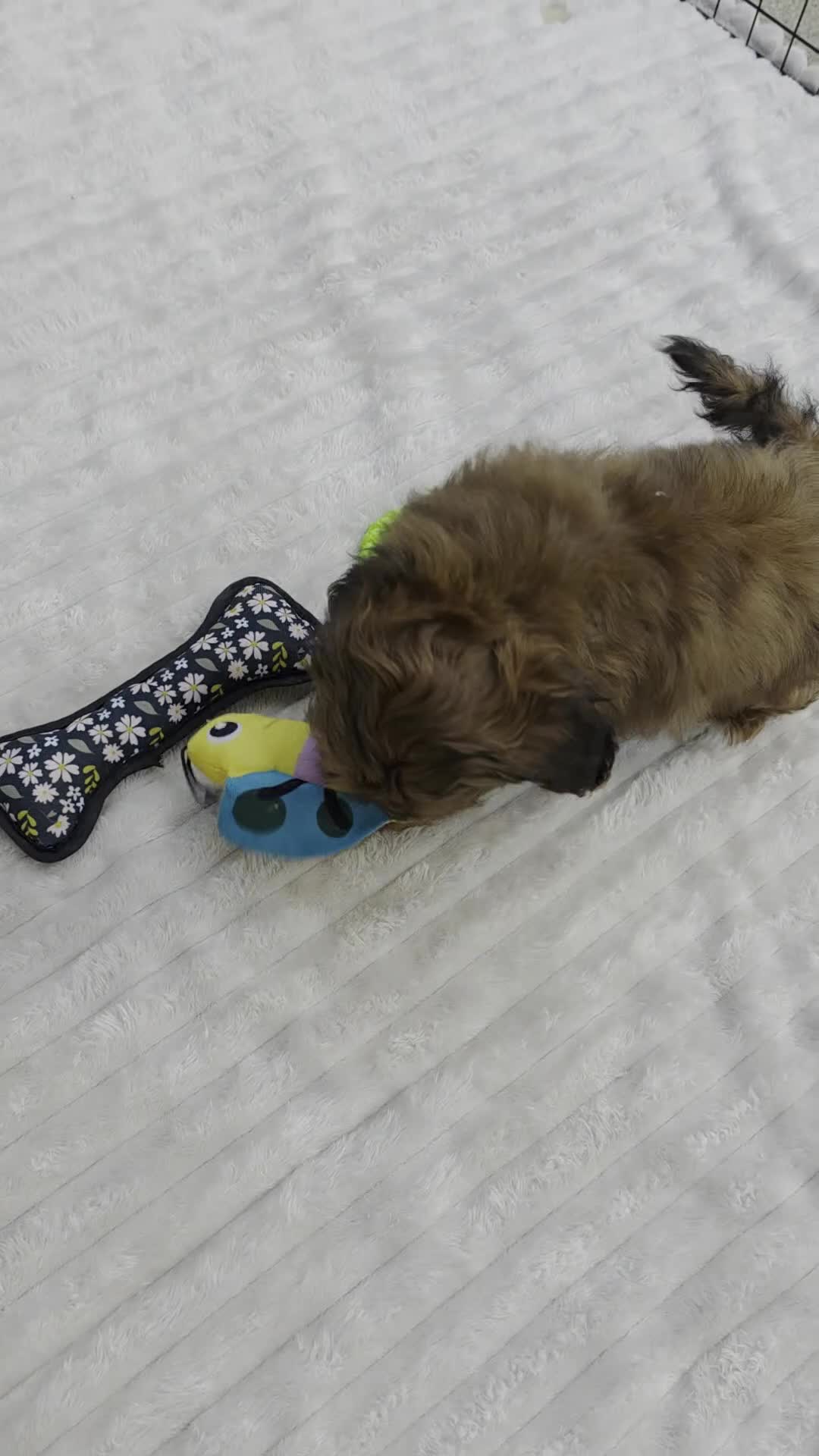 Shihpoo dogs for sale: Cuddles - Video 1