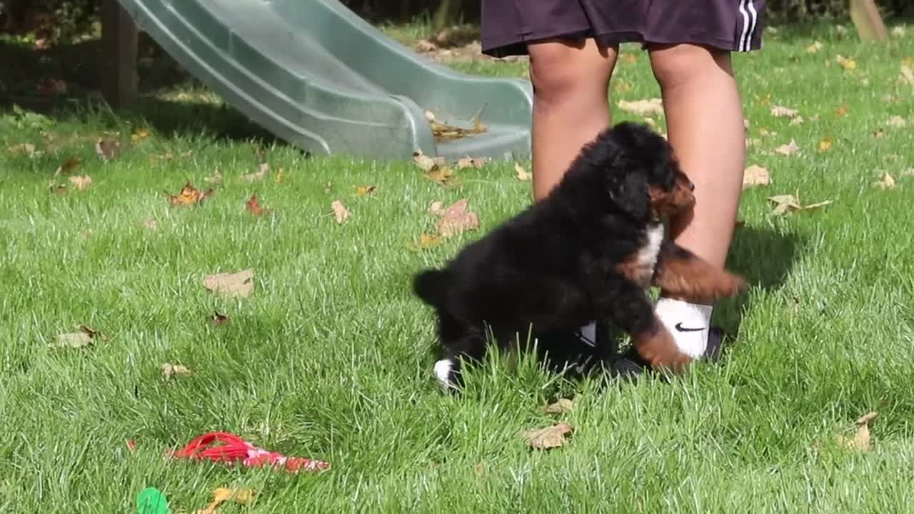 Mini Bernedoodle dogs for sale: Dolly - Video 1