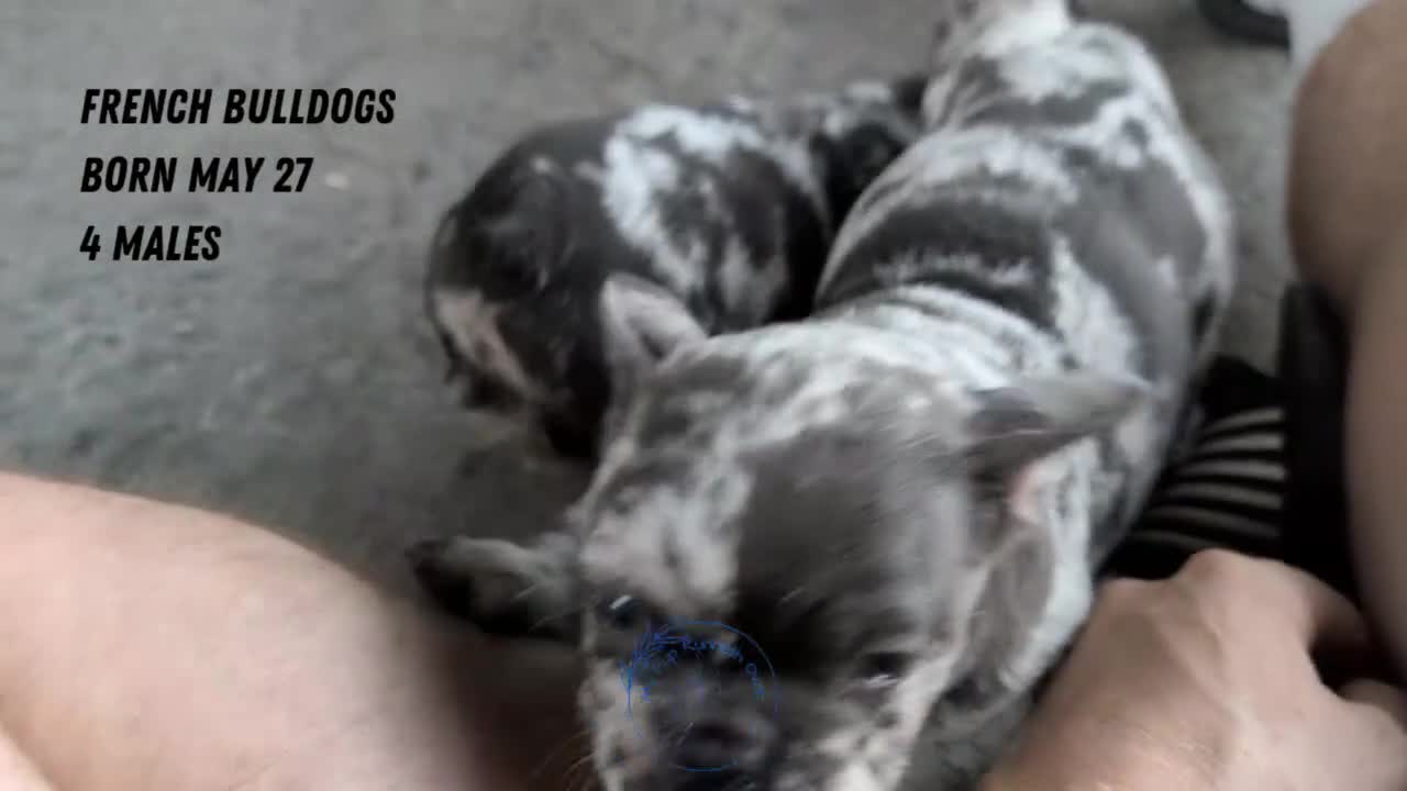 French Bulldog dogs for sale: Flint - Video 2