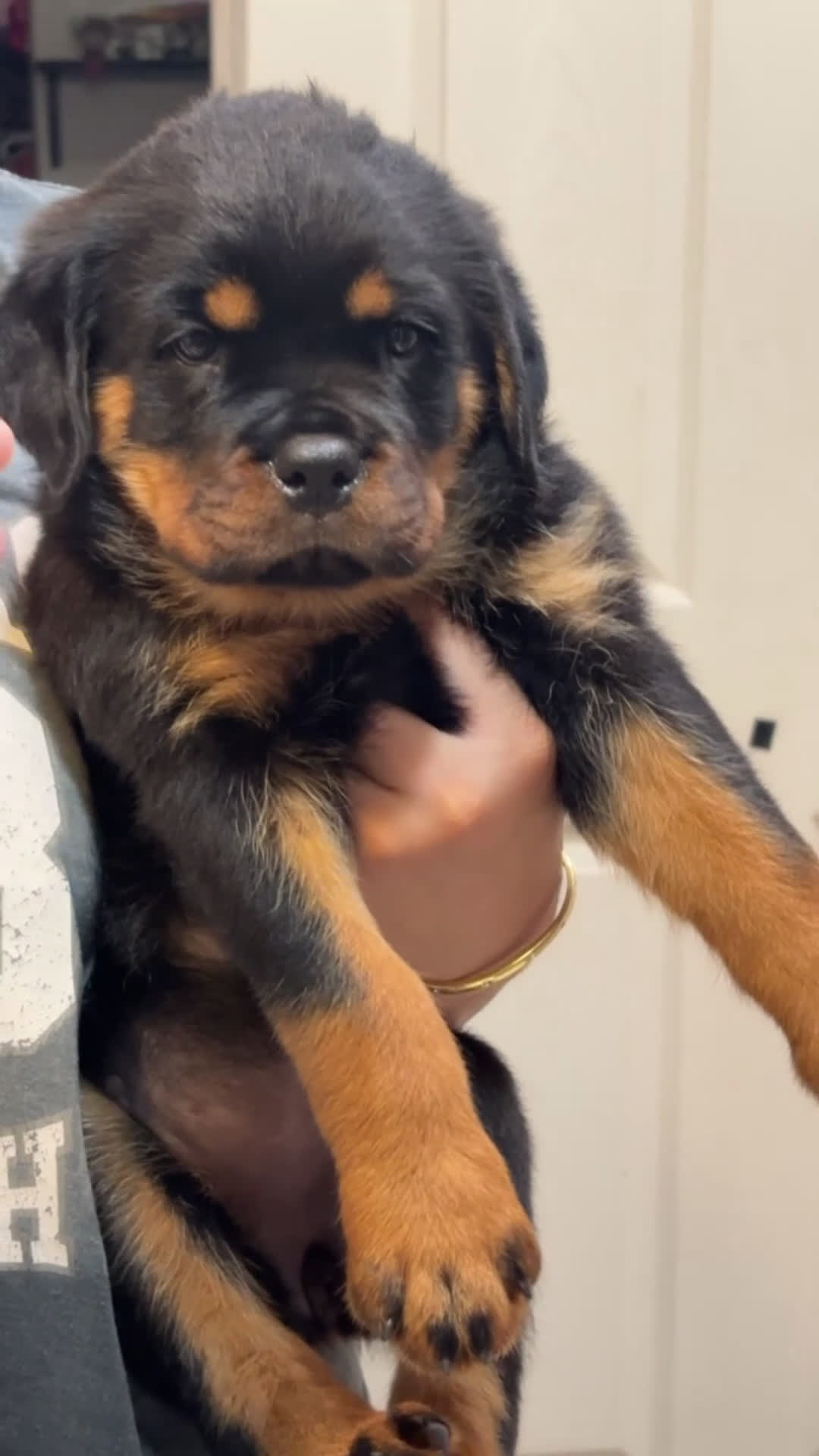 Rottweiler dogs for sale: Rottweiler Puppy 3 - Video 1