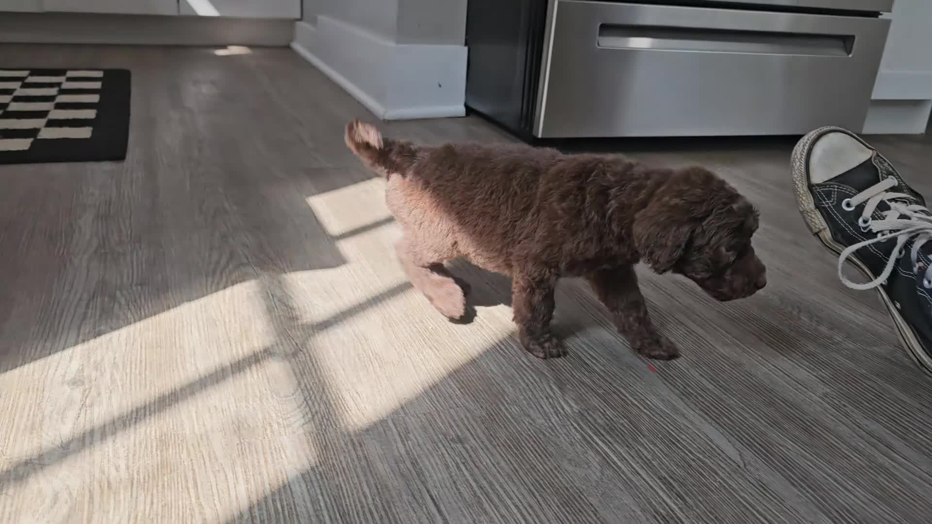 Standard Poodle dogs for sale: Jim Halpert - Video 1