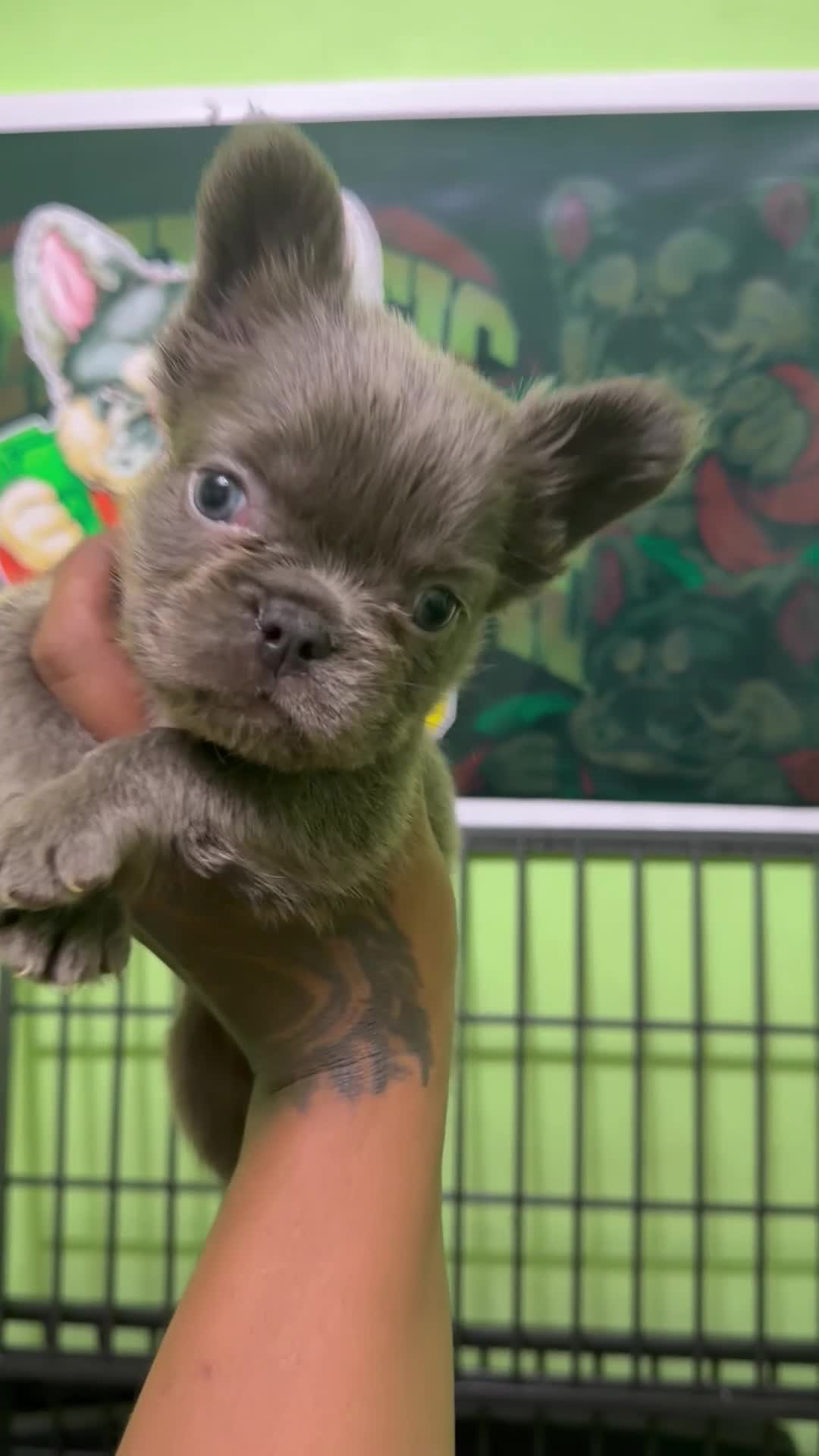 French Bulldog dogs for sale: French Bulldog 1 Mr.grey - Video 1