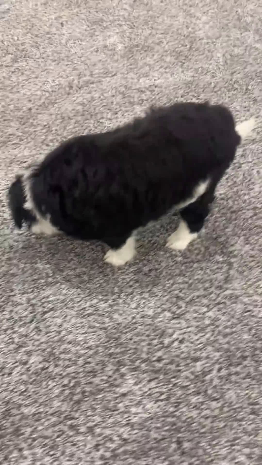 Mixed Breed dogs for sale: Oreo - Video 1