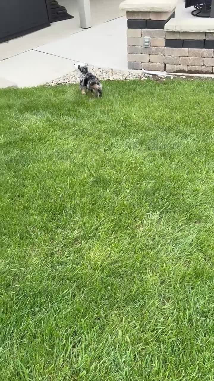 Mini Bernedoodle dogs for sale: Bailey - Video 2