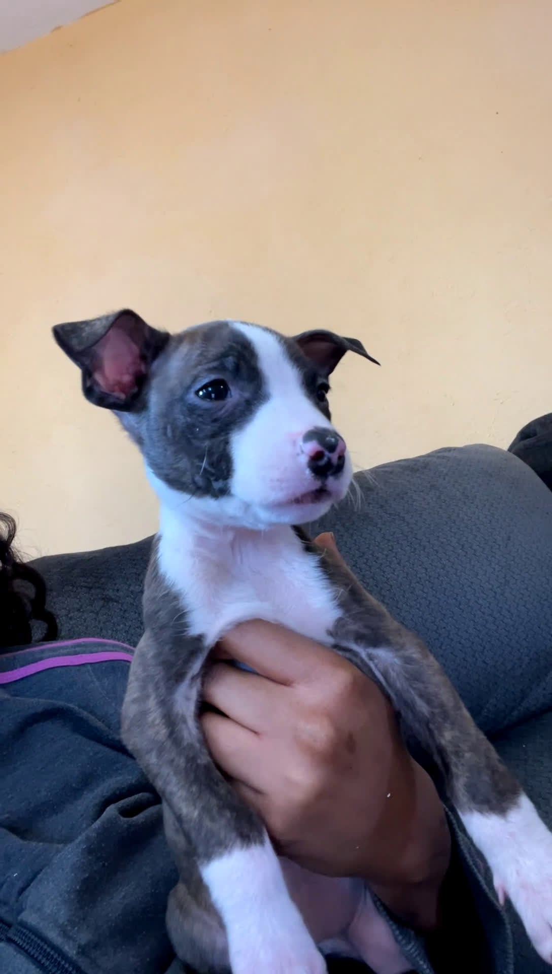 American Pit Bull Terrier dogs for sale: Sweetie  - Video 1