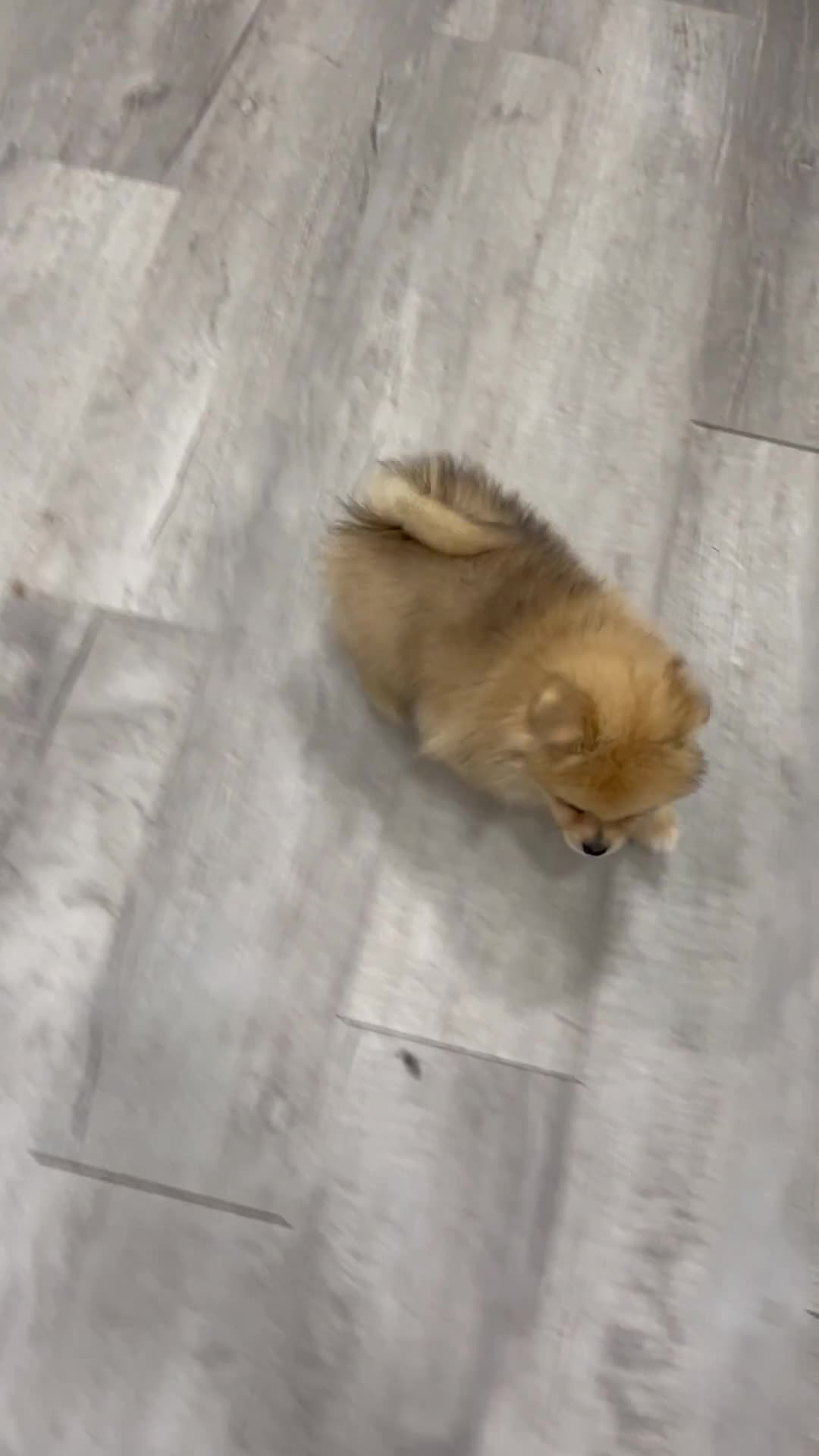 Pomeranian dogs for sale: Flynn - Video 1