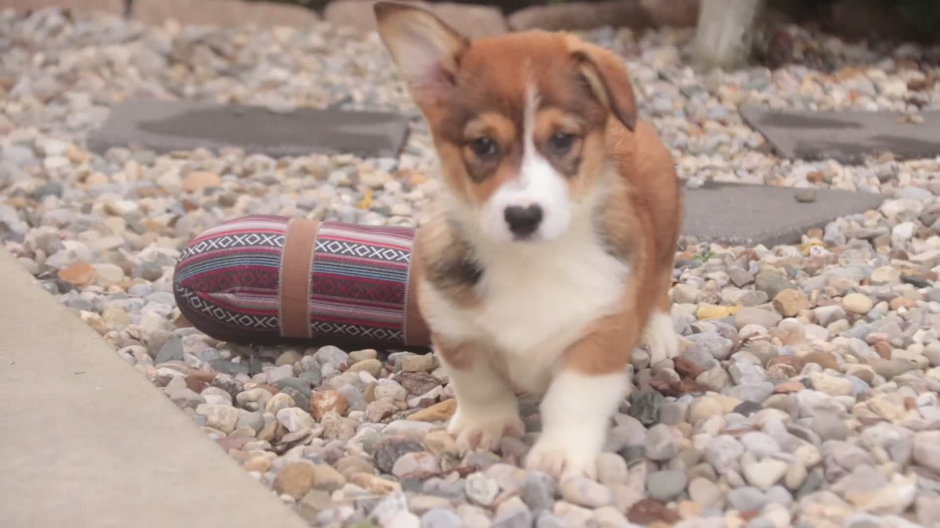 Welsh Corgi Pembroke dogs for sale: Apple Jacks Welsh Corgi Pembroke  - Video 2
