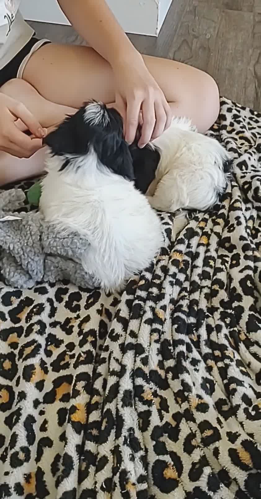 Maltipoo dogs for sale: Tiny - Video 3