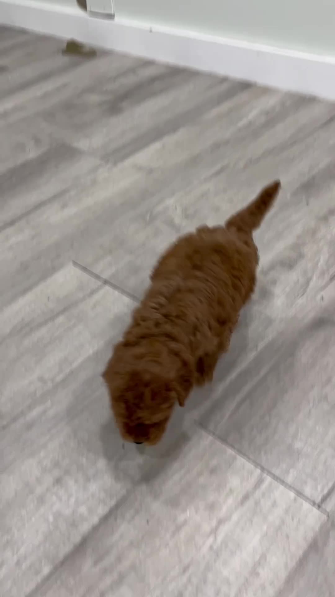 Mini Goldendoodle dogs for sale: Buddy - Video 1