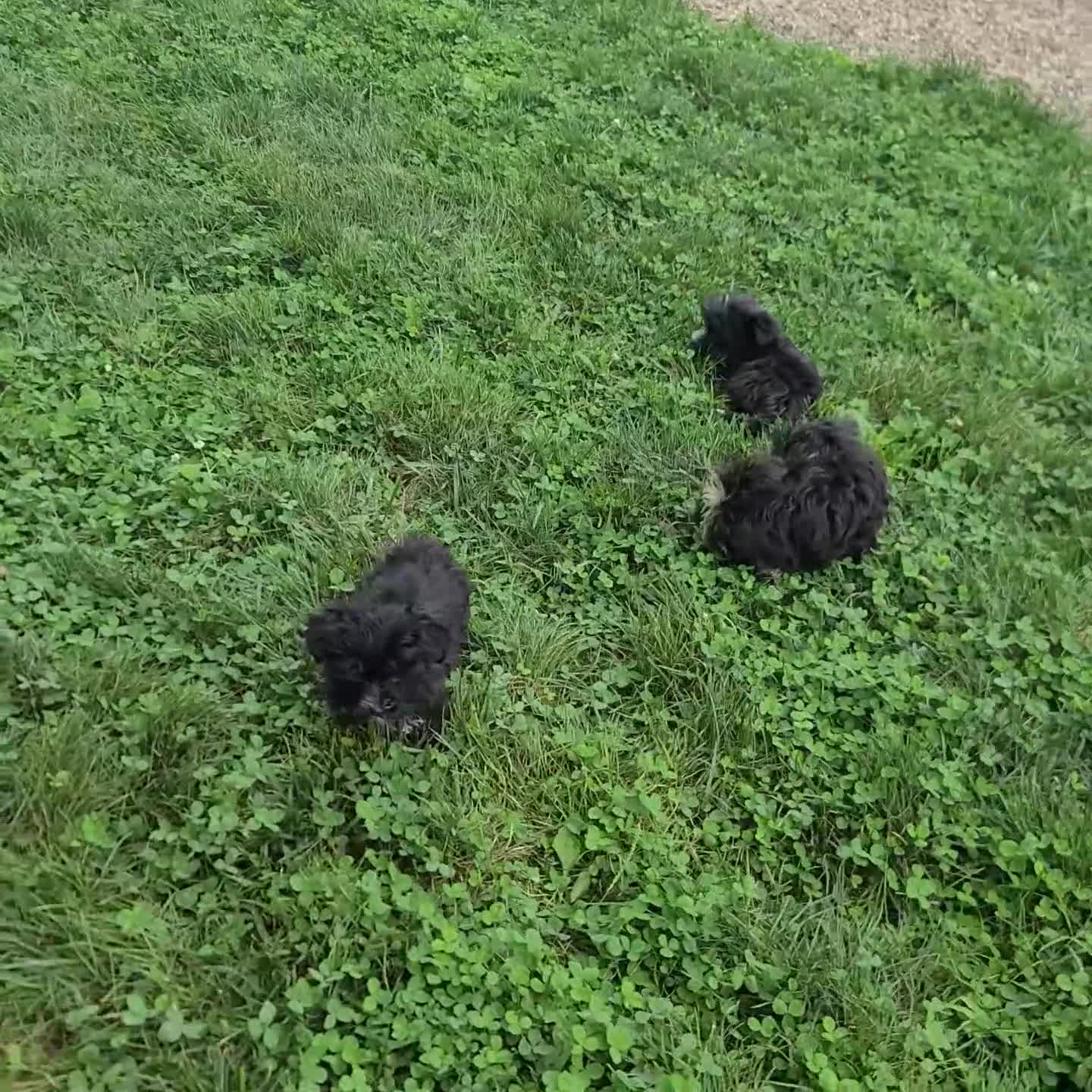Morkie dogs for sale: Walker - Video 1