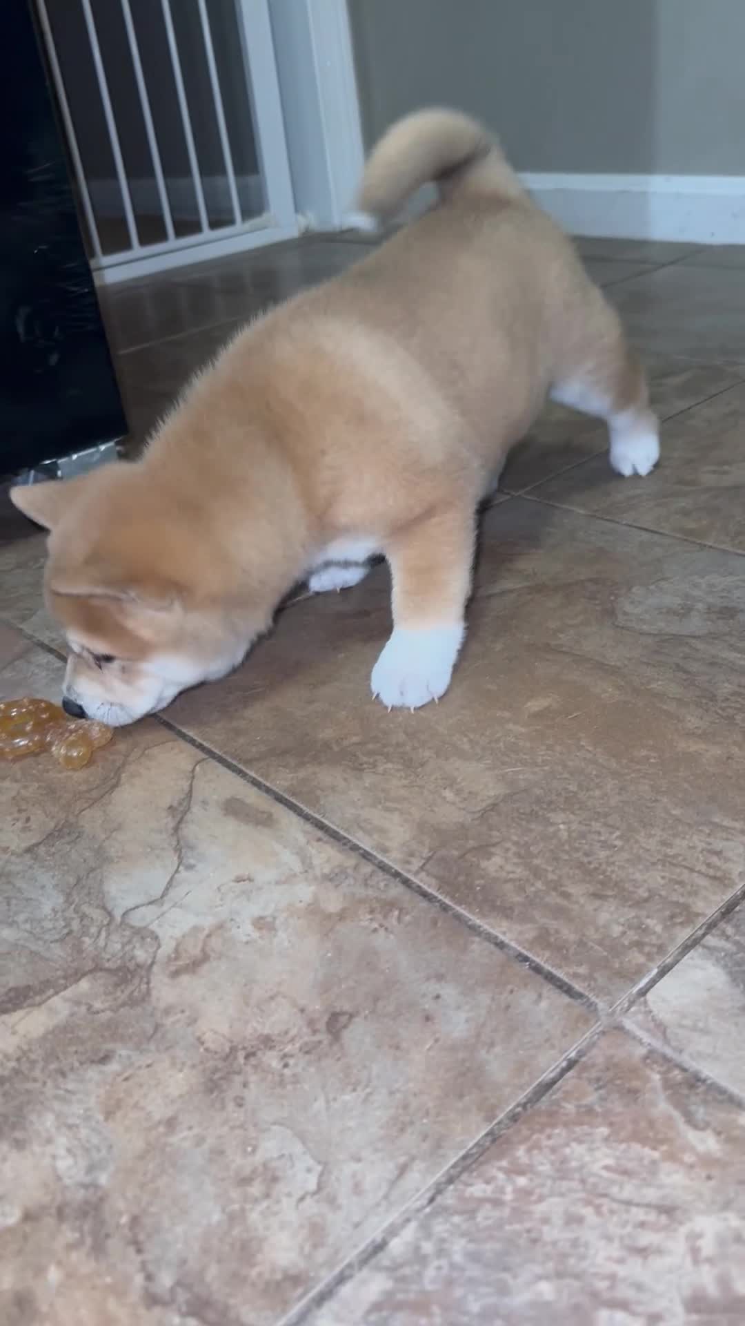 Shiba Inu dogs for sale: Snowball - Video 1