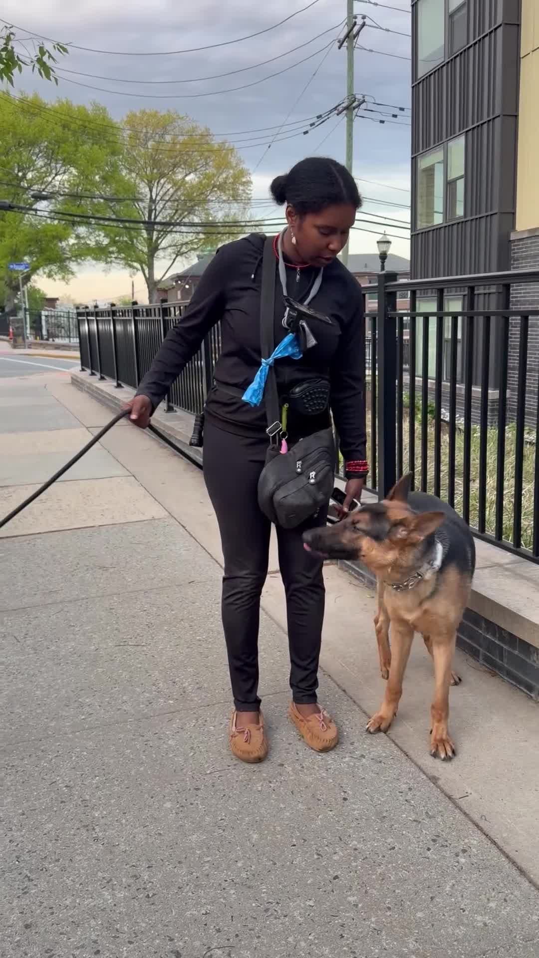 German Shepherd dogs for sale: Elvis - Video 1