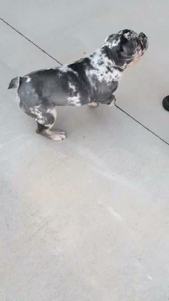 French Bulldog dogs for sale: Falcon - Video 1
