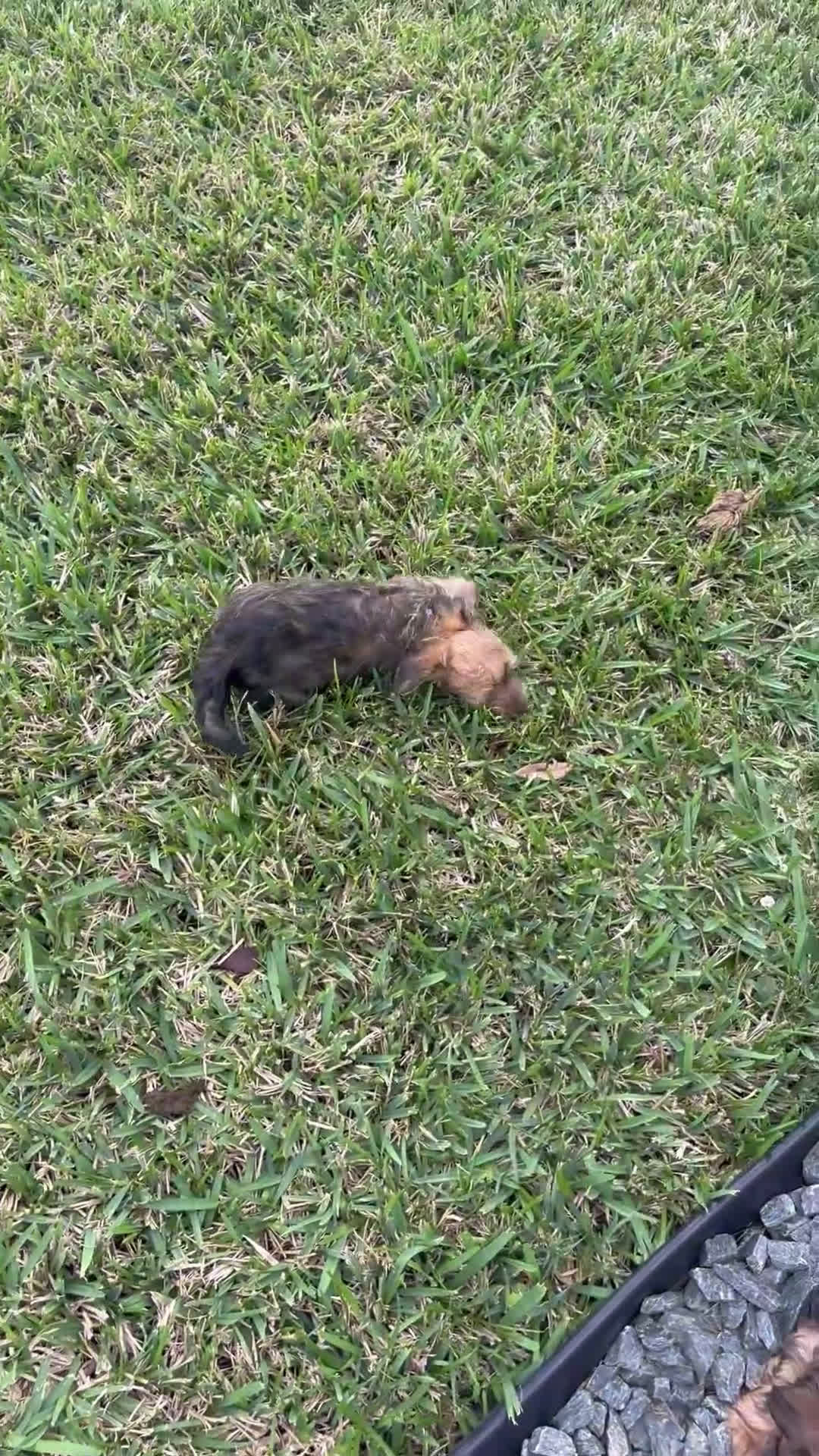 Yorkiepoo dogs for sale: Chocolate  - Video 3