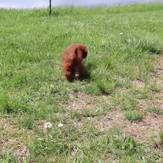 Cavapoo dogs for sale: Mr. Rambo - Video 4