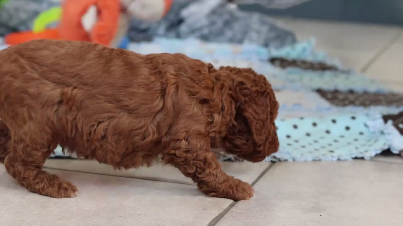 Mini Goldendoodle dogs for sale: Nash - Video 1