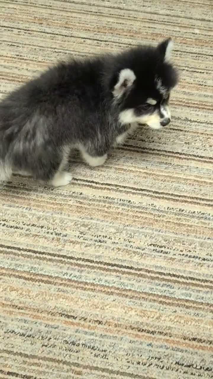 Pomsky dogs for sale: Prince - Video 1