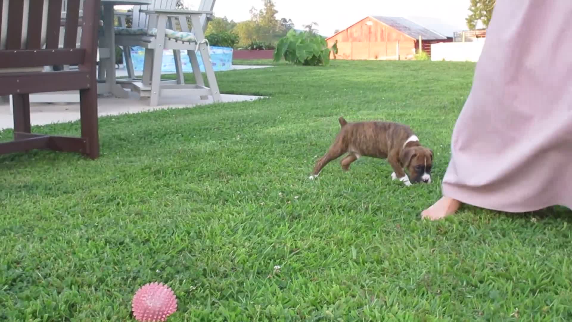 Boxer dogs for sale: Champion - Video 2