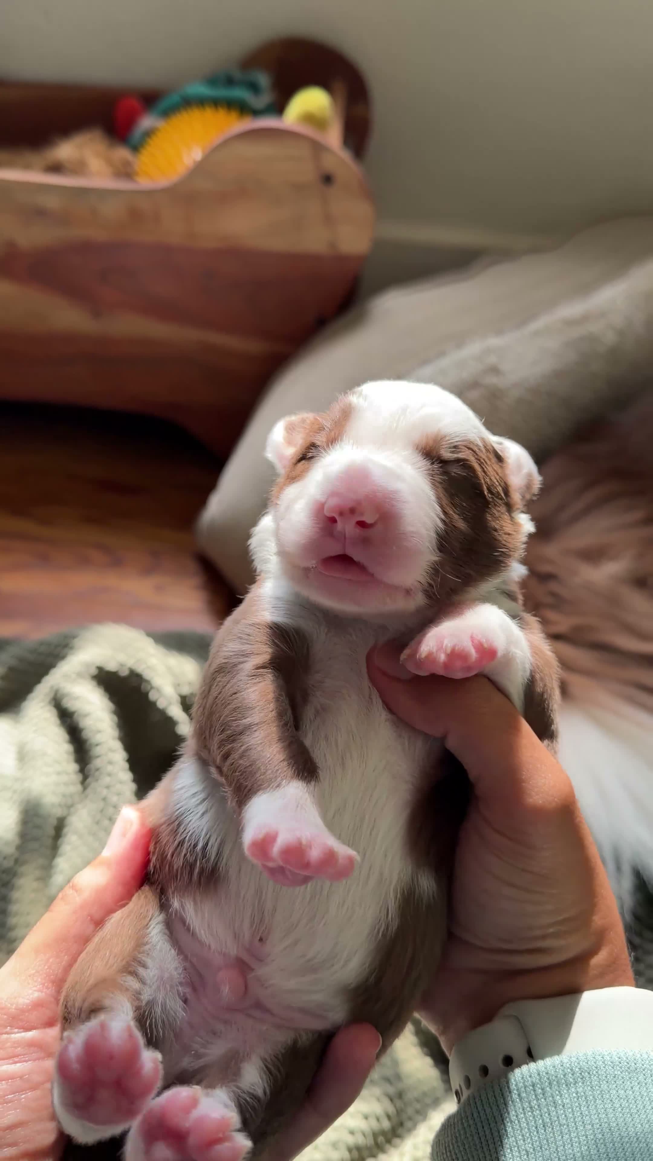 Border Collie dogs for sale: Ube - Video 1