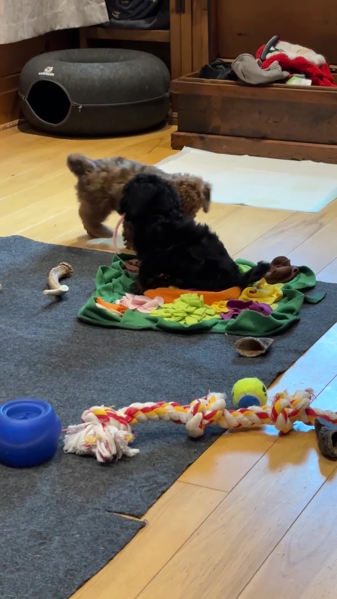 Miniature Poodle dogs for sale: Miniature Poodle Puppy 1 - Video 1
