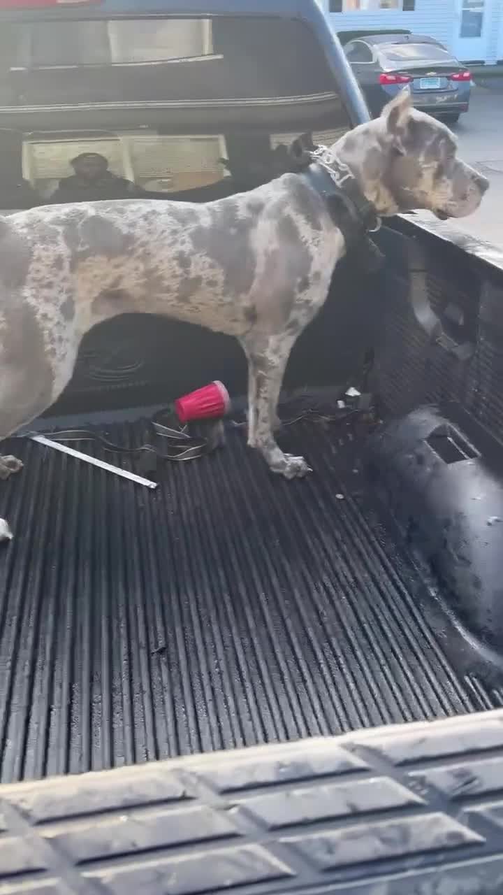 Daniff dogs for sale: Daniff Puppy 1 - Video 2