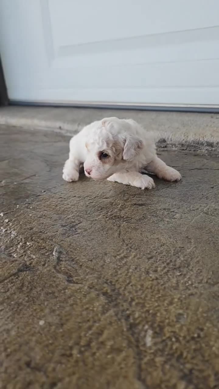 Toy Poodle dogs for sale: Toy Poodle 3 - Video 1