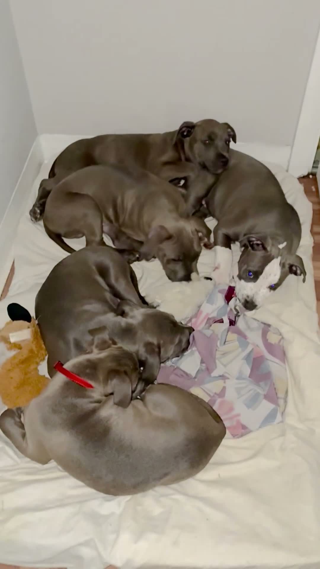 American Pit Bull Terrier dogs for sale: American Pit Bull Terrier 2 - Video 1