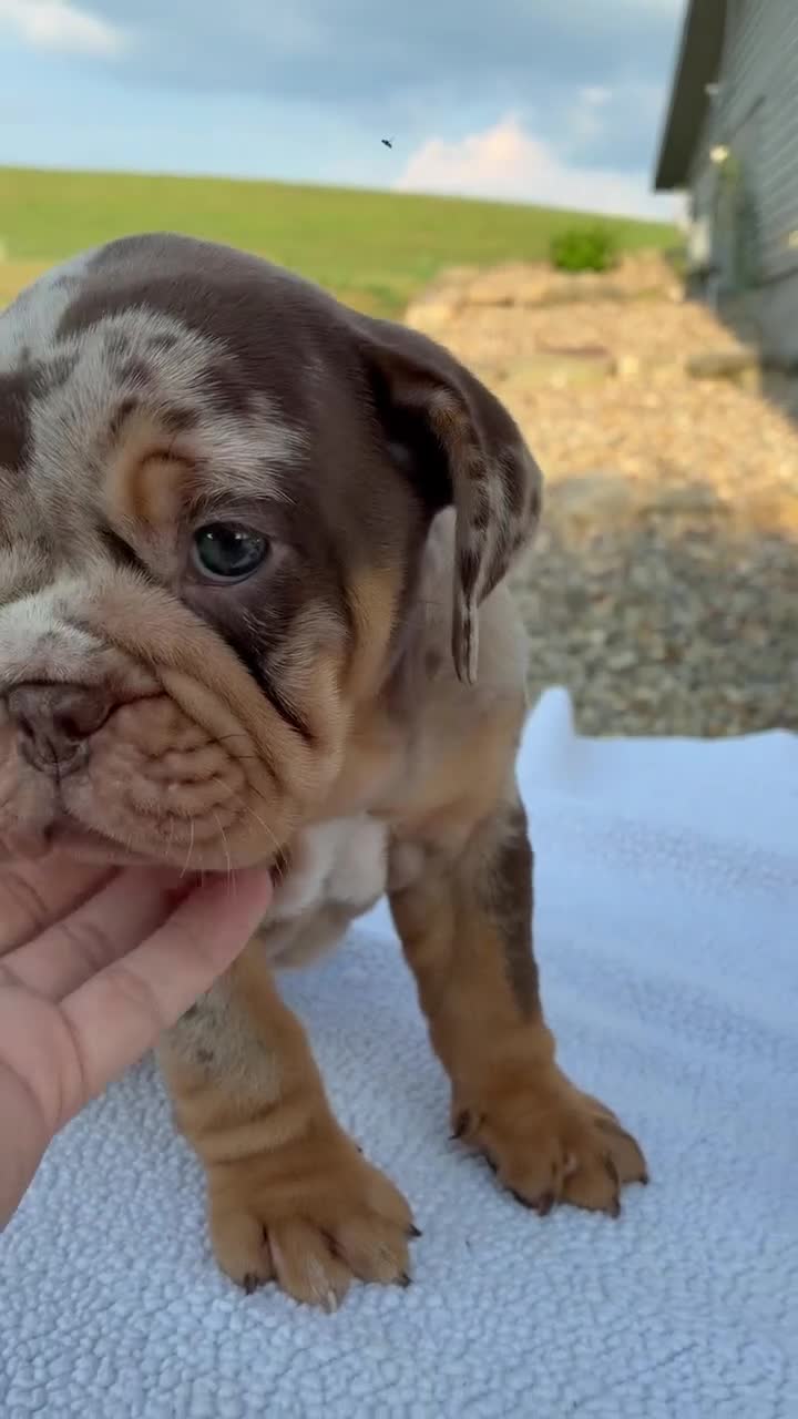 Beabull dogs for sale: Molly - Video 1