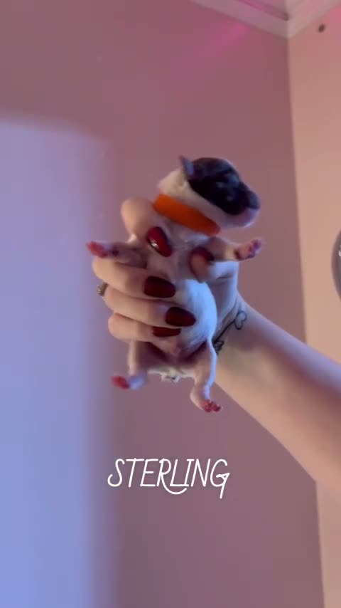 Yorkshire Terrier dogs for sale: Sterling - Video 1