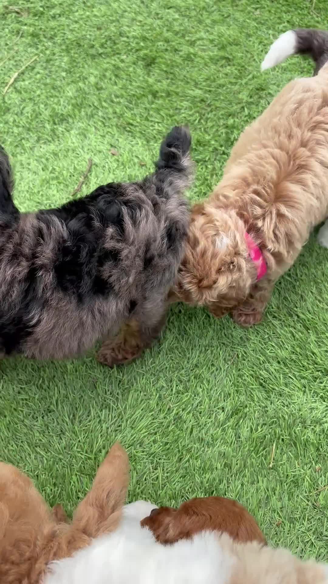 Miniature Poodle dogs for sale: Red collar “poppy” - Video 1