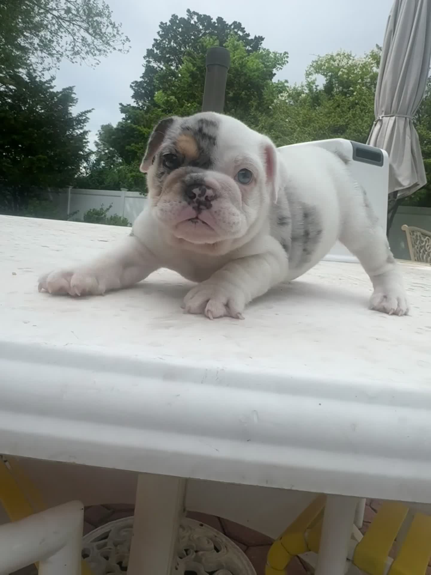 English Bulldog dogs for sale: English Bulldog Puppy 1 - Video 3