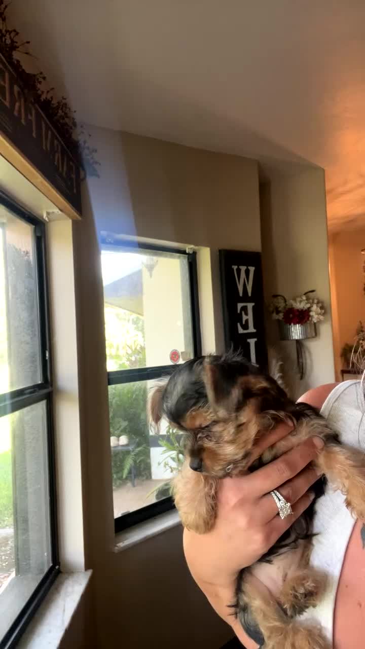 Mixed Breed dogs for sale: Mixed Breed 2 - Video 1