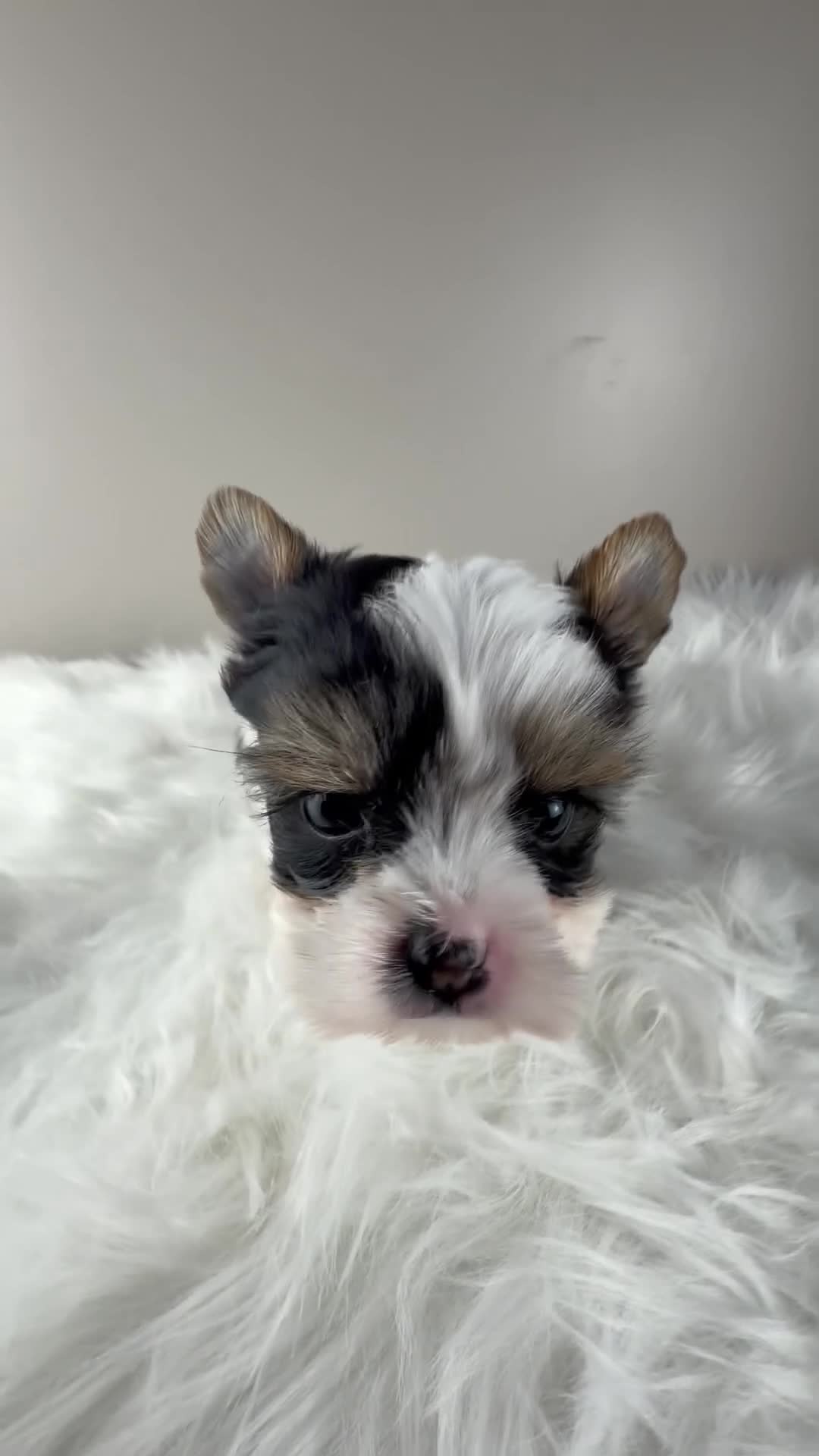 Yorkshire Terrier dogs for sale: Yorkshire Terrier 4 - Video 1