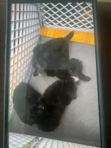 Mixed Breed dogs for sale: Mixed Breed 2 - Video 1