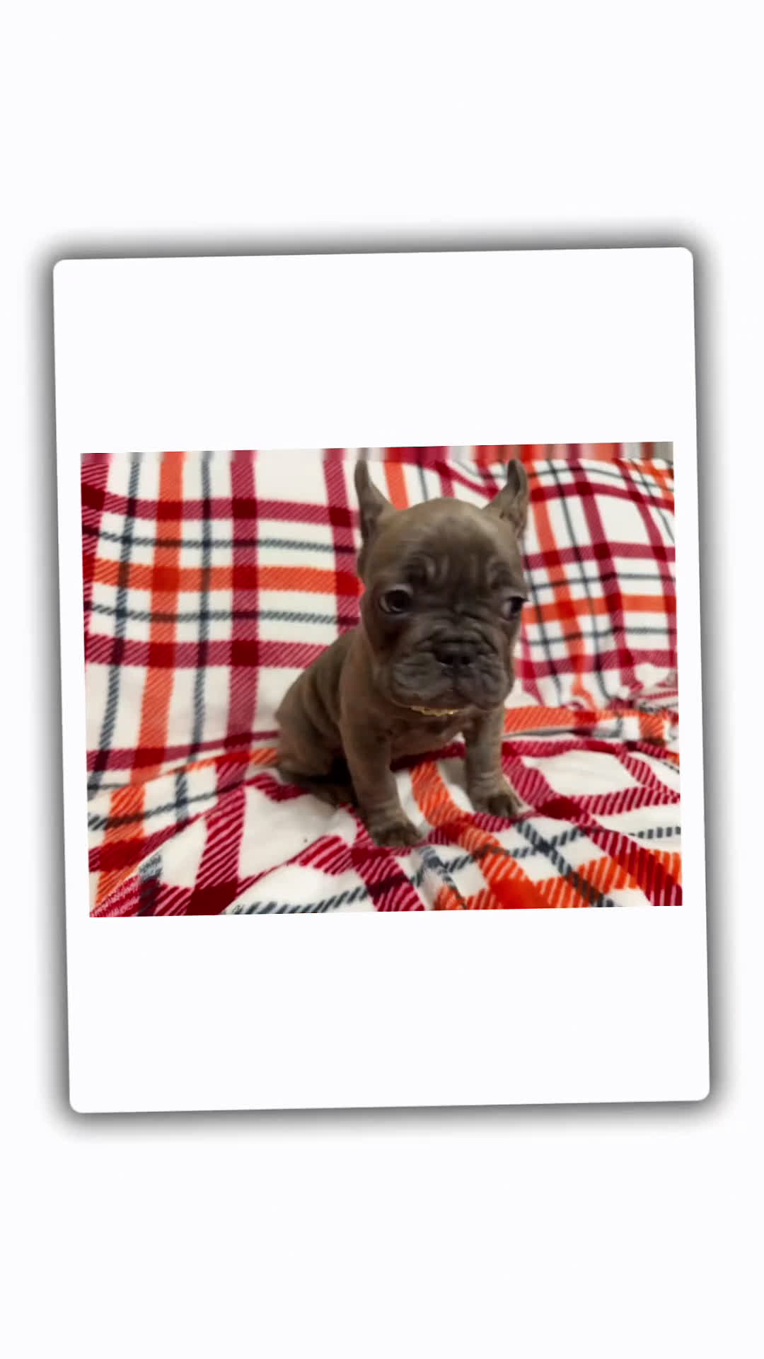 French Bulldog dogs for sale: Blue Brindle (Leo)  - Video 1