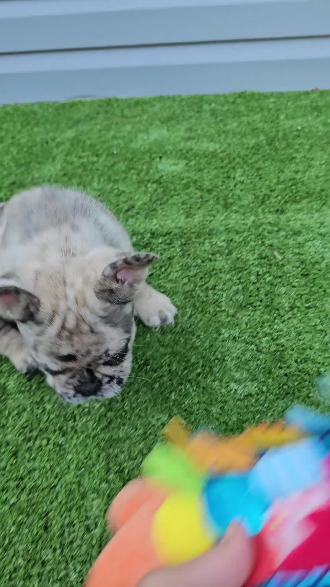 French Bulldog dogs for sale: Meadow - Video 1