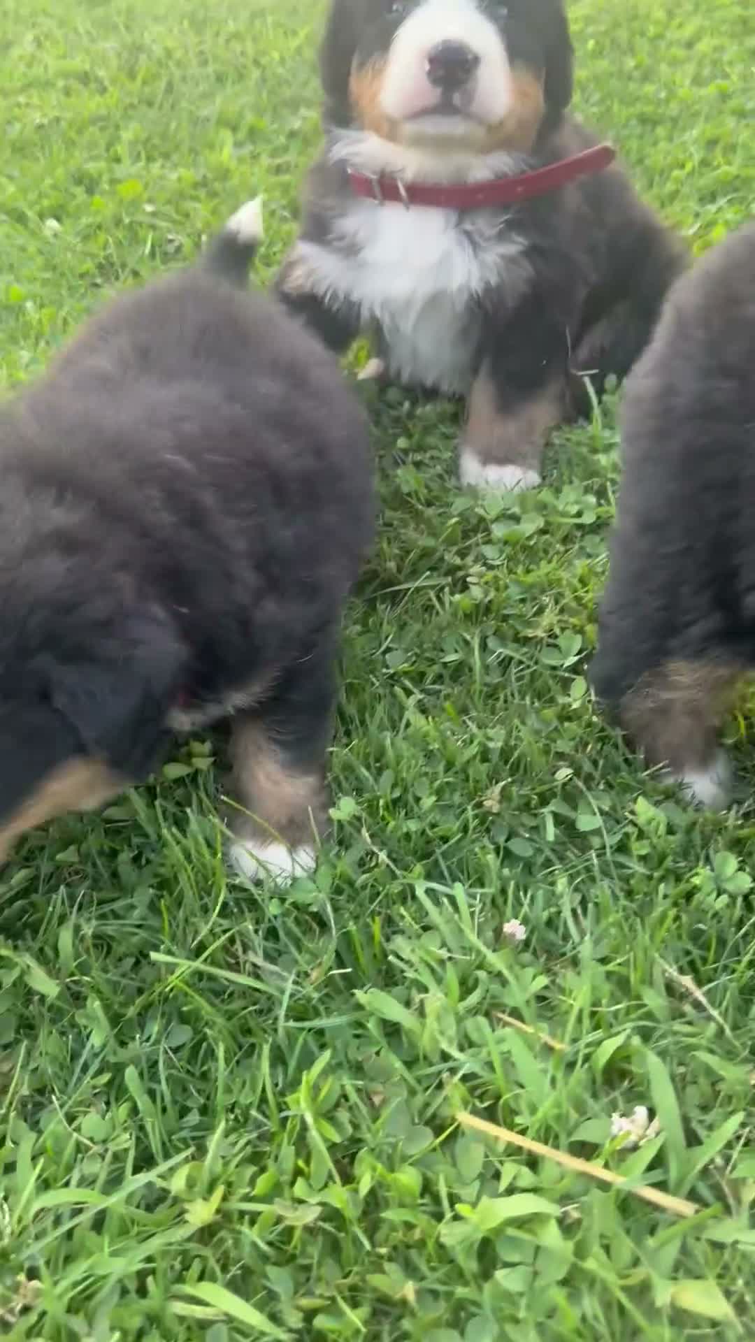 Bernese Mountain Dog dogs for sale: Brooklynn - Video 1