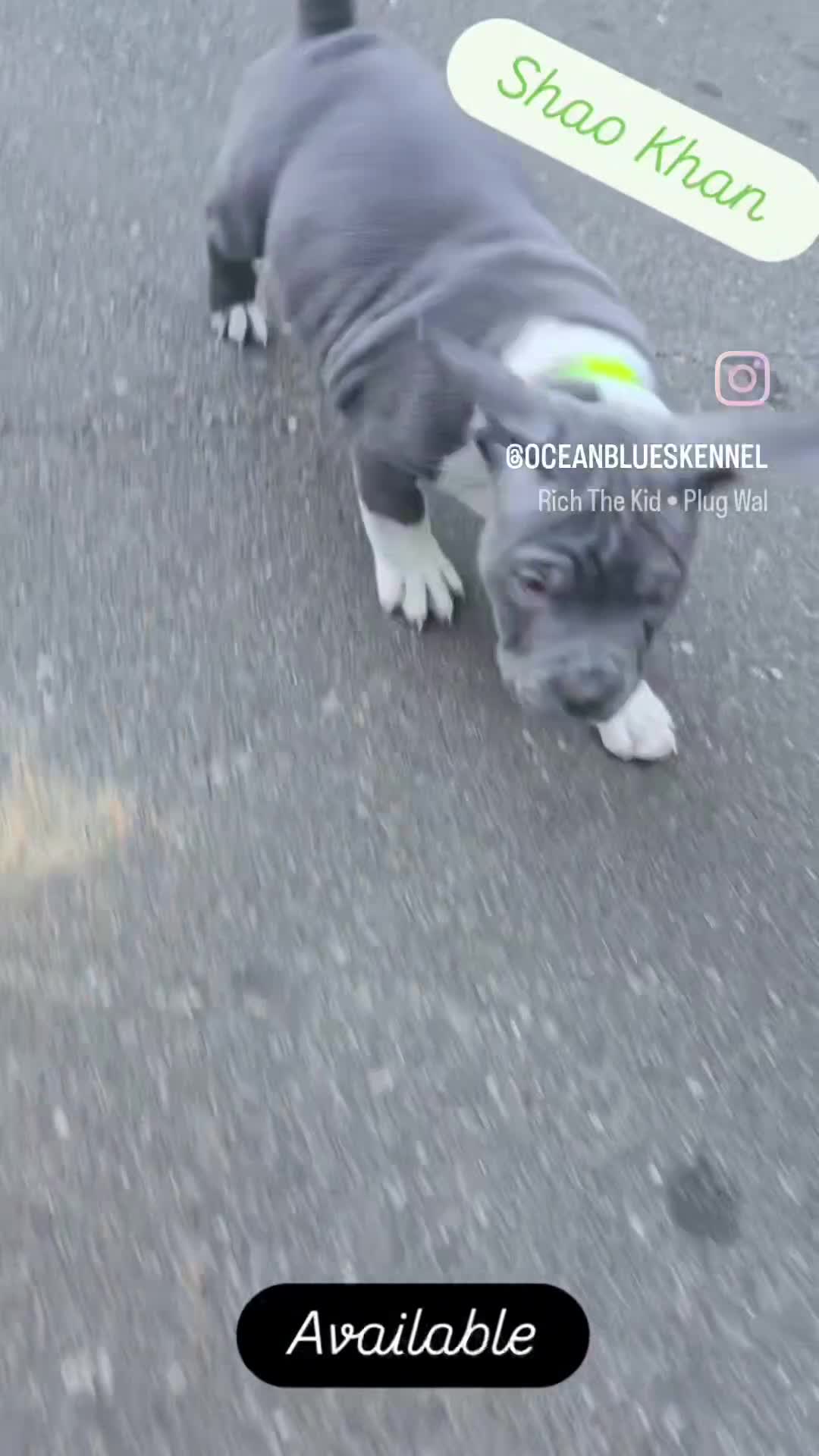American Bully dogs for sale: Shao Khan - Video 1