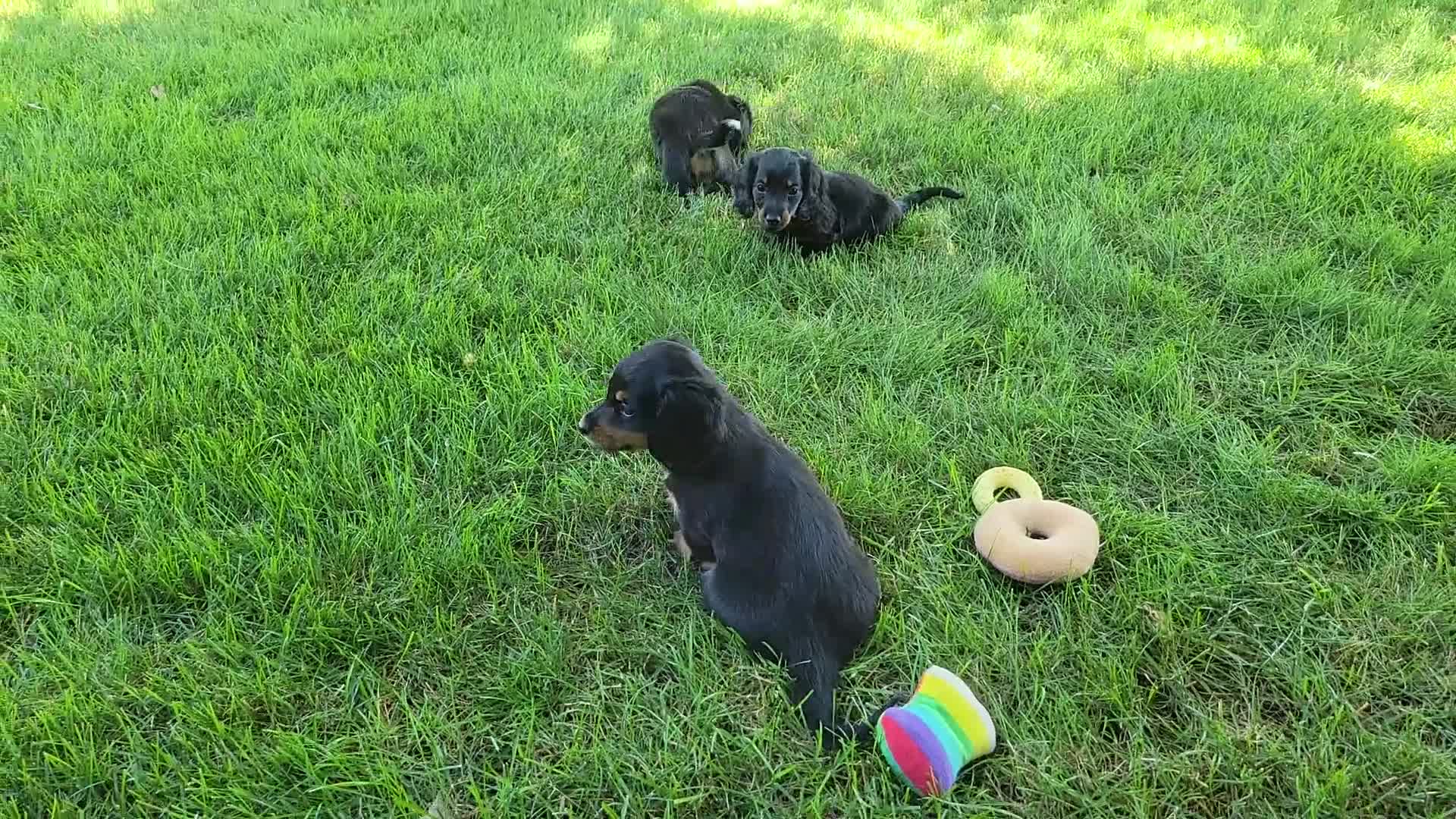 Miniature Dachshund dogs for sale: Vander - Video 1