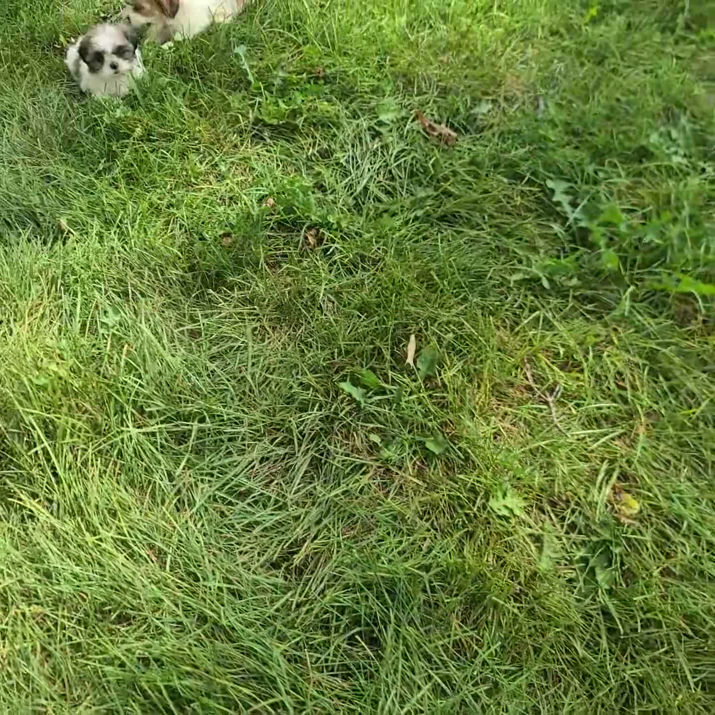 Shih Tzu dogs for sale: Trixie - Video 1