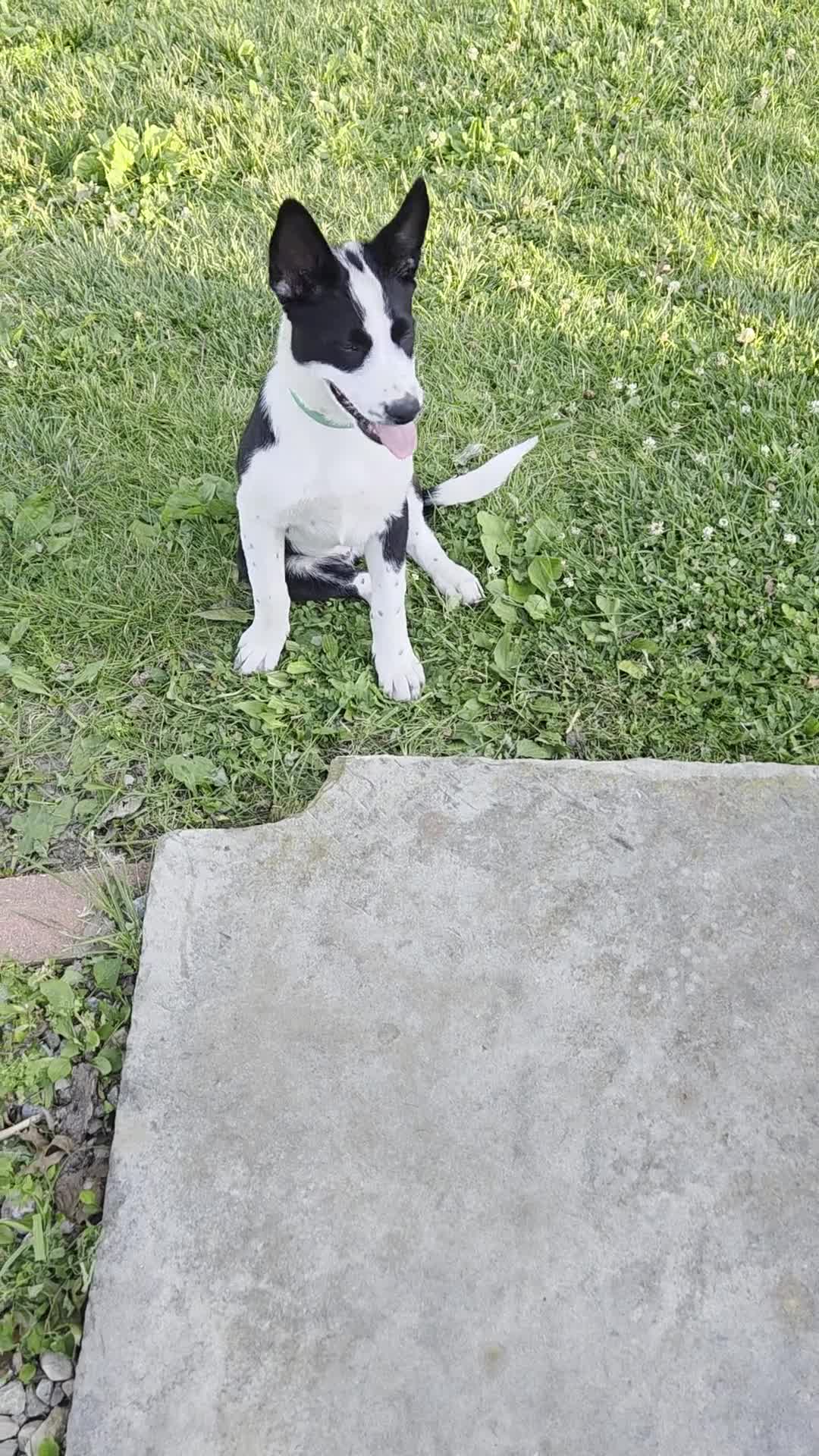 Mixed Breed dogs for sale: 2 Spot - Video 3