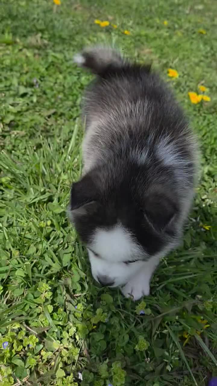 Pomsky dogs for sale: Aki - Video 1