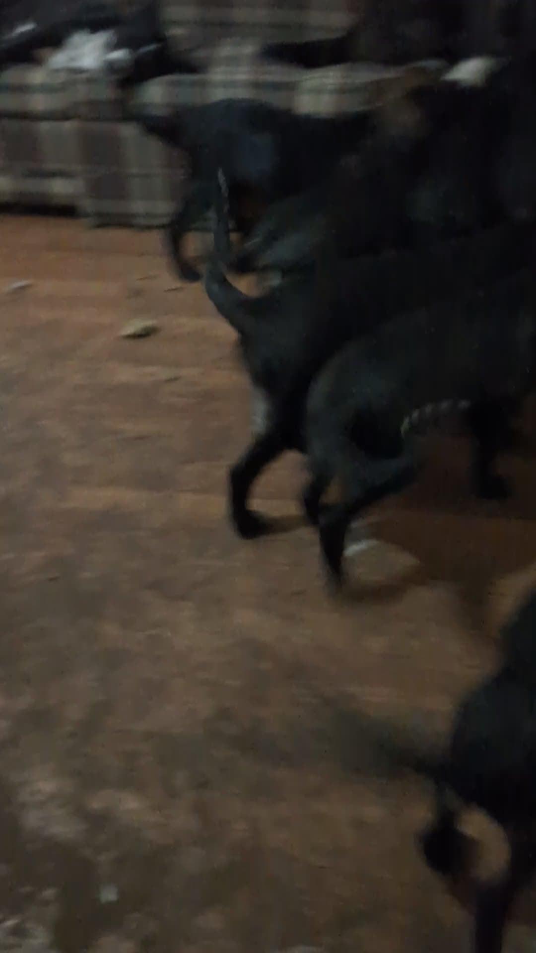 Mixed Breed dogs for sale: Mixed Breed Puppy 4 - Video 1