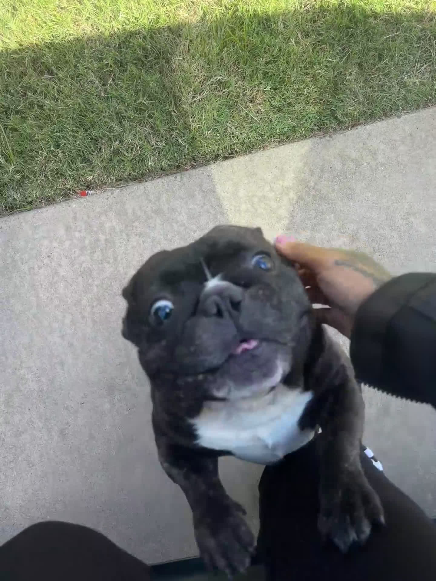 French Bulldog dogs for sale: P frenchie male  - Video 2