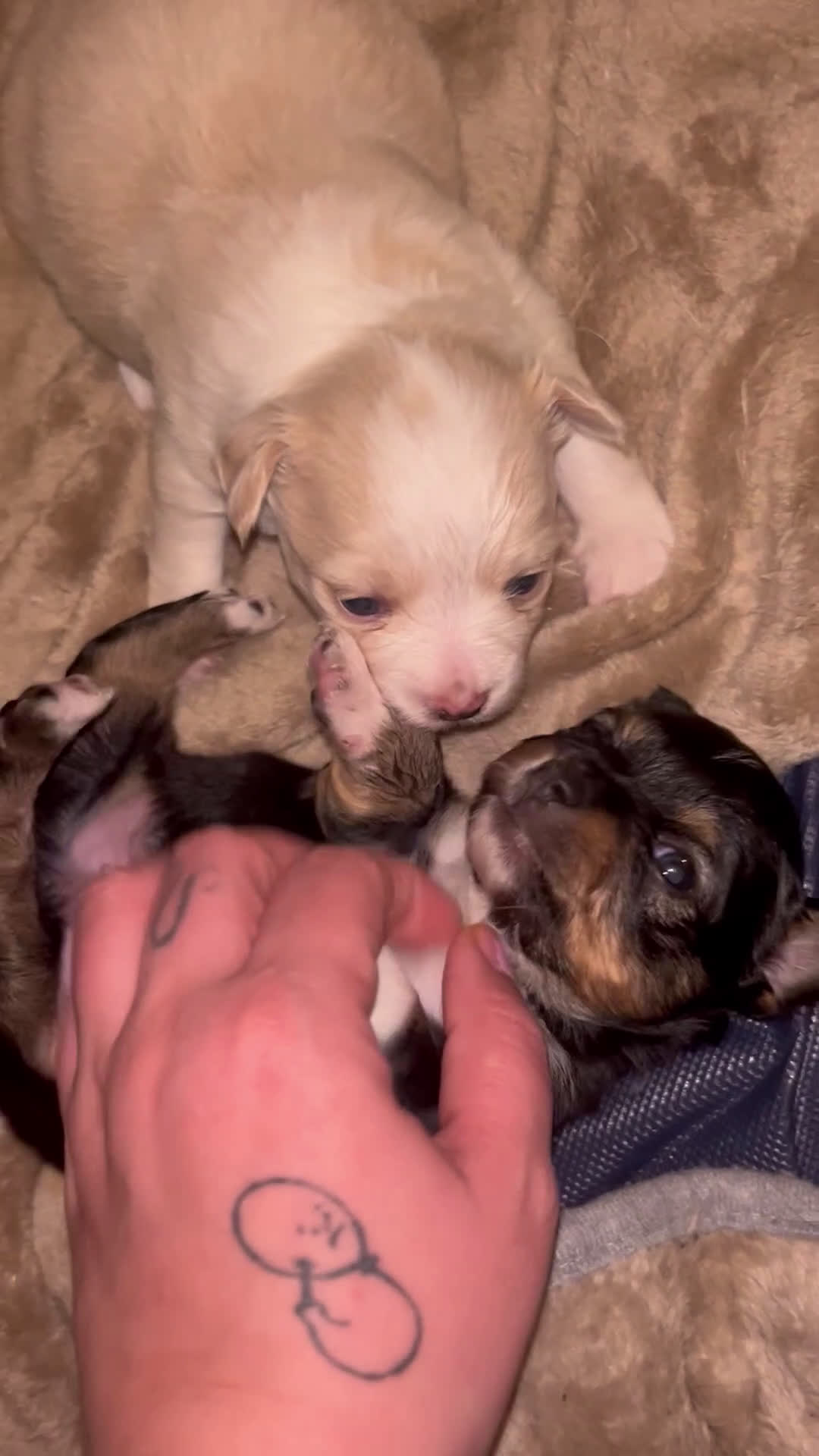 Chihuahua dogs for sale: Chihuahua Puppy 1 - Video 2