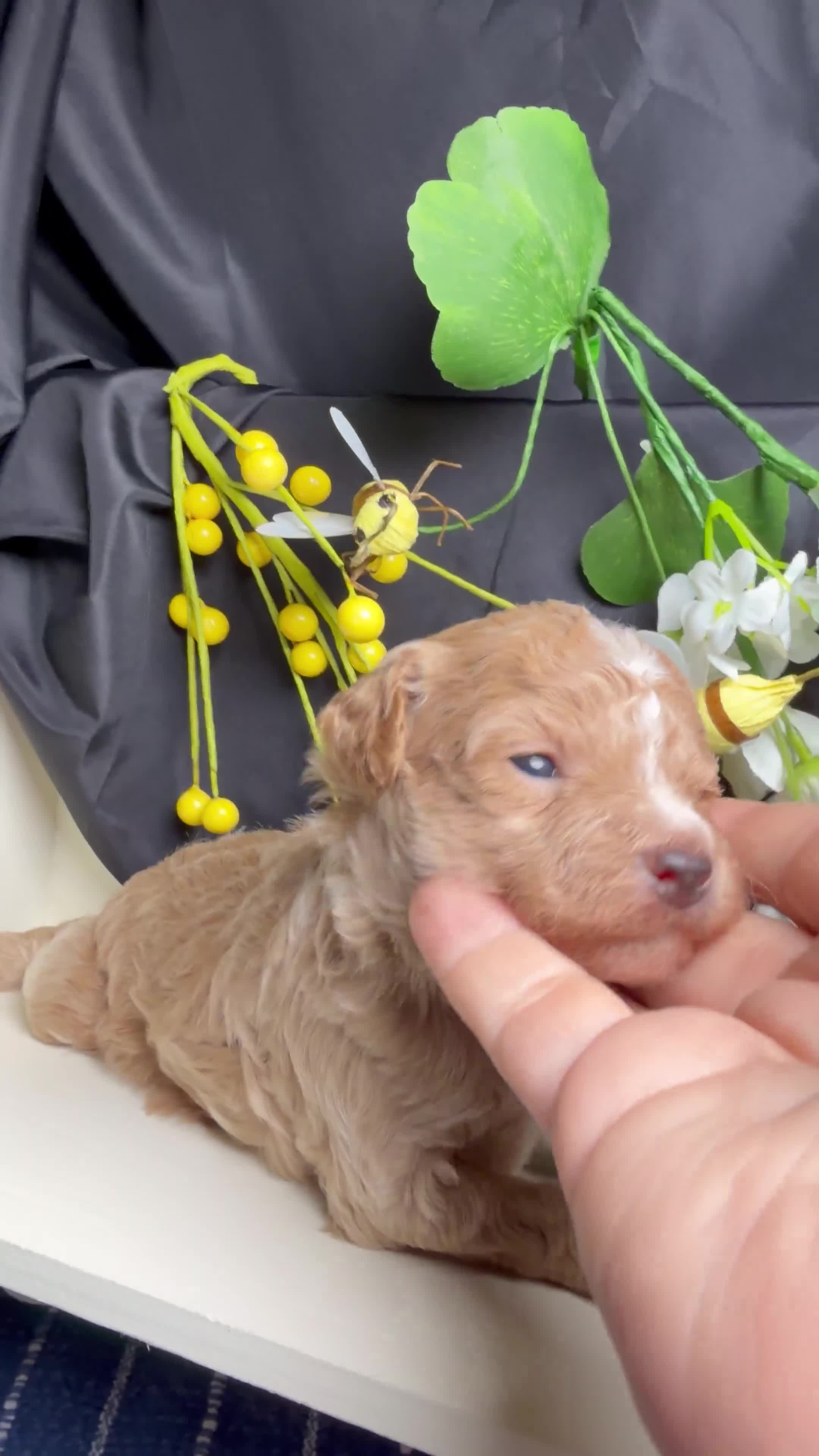 Miniature Poodle dogs for sale: Prince  - Video 1