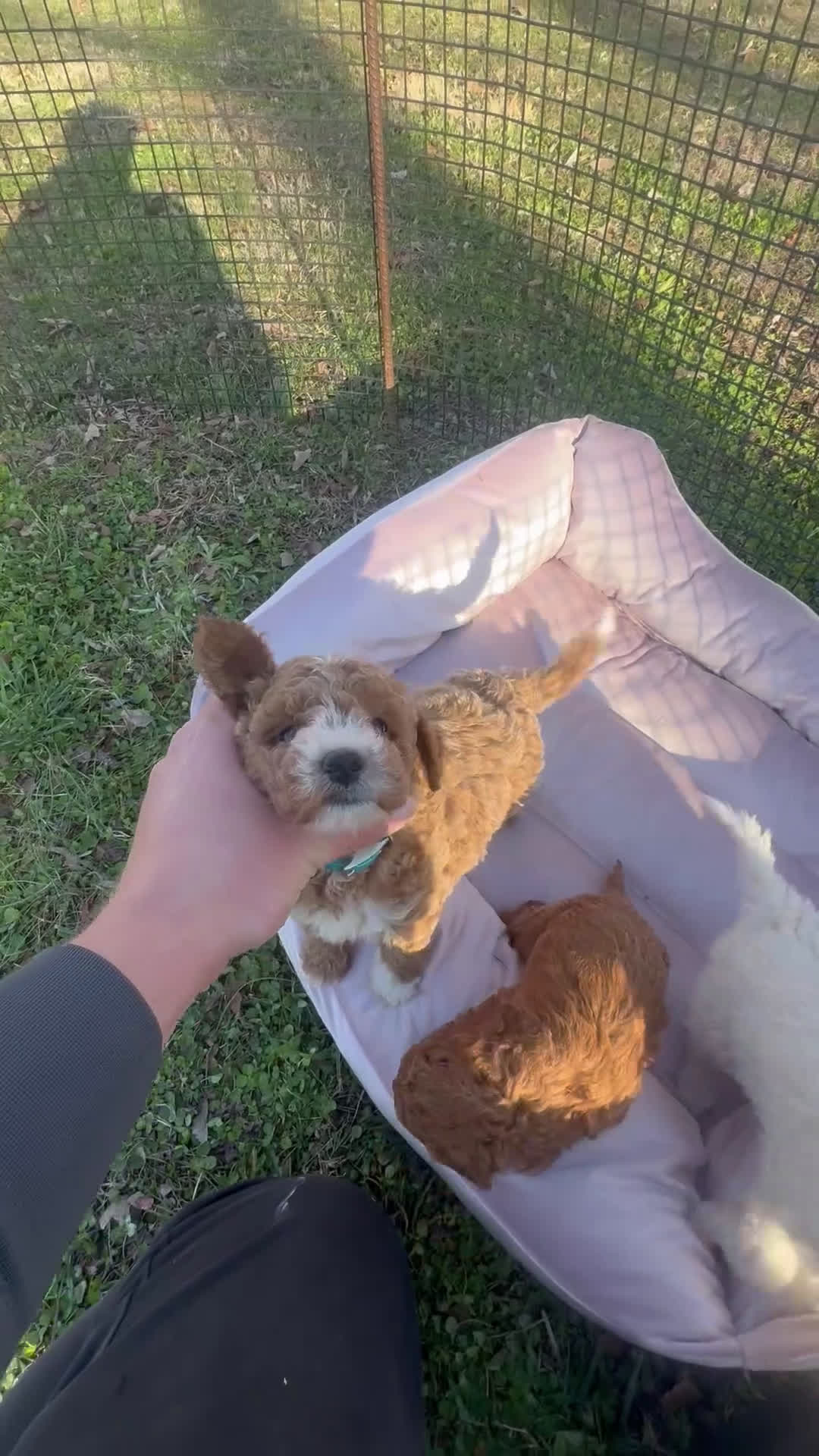 Mini Goldendoodle dogs for sale: Brittney (Mini Goldendoodle) - Video 2