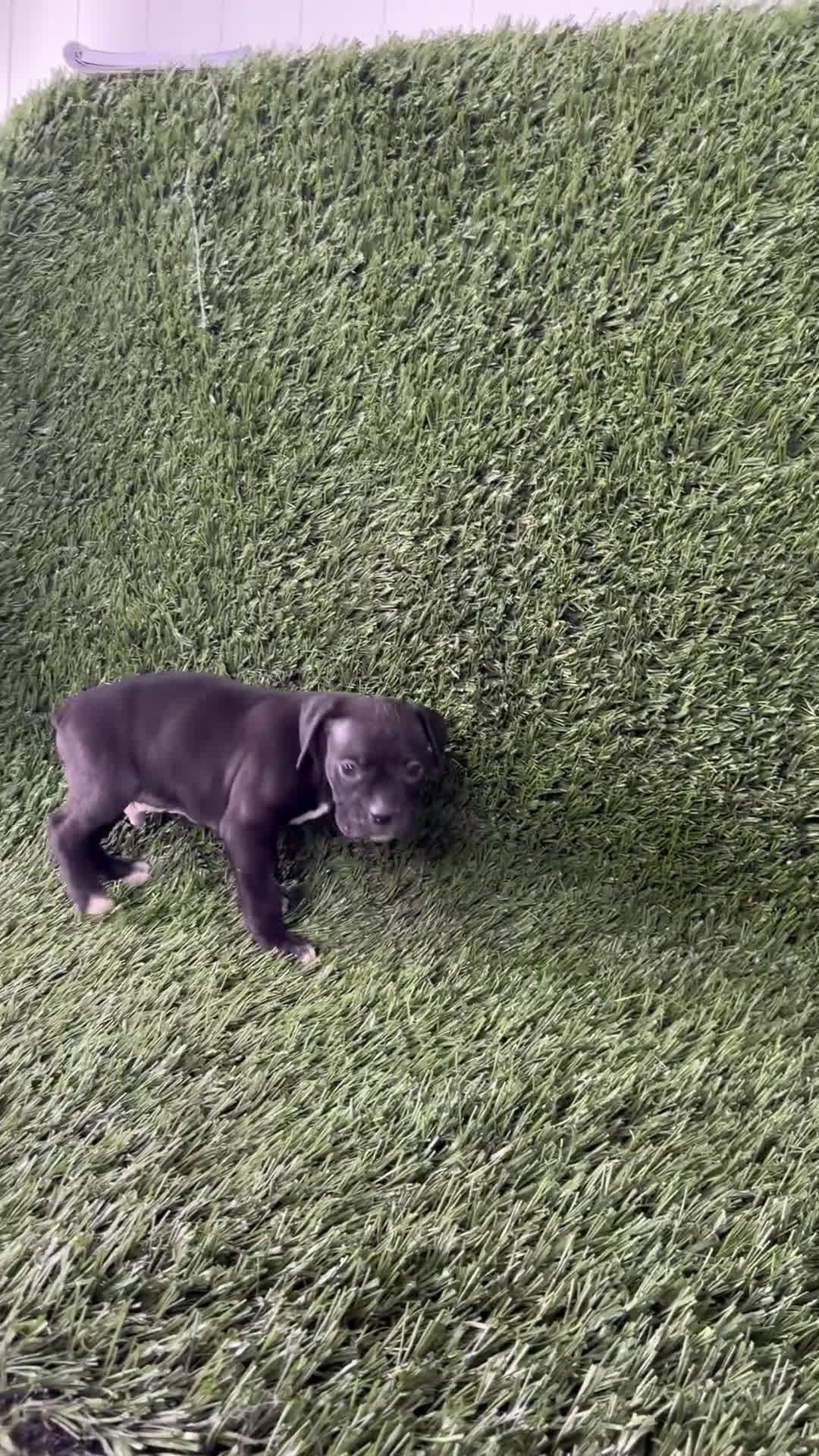 Boxer dogs for sale: Pace - Video 1